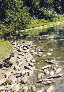 Some of the tens of thousands of salmon killed due to the artificial water lowering by the Department of the Interior.