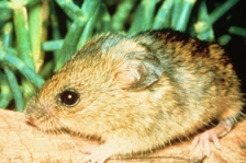 The salt marsh harvest mouse, currently receiving no funding from the Obama stimulus package.