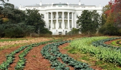 A portion of the White House vegetable garden.